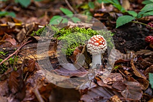 Amanita muscaria or fly agaric mushroom in the fall.