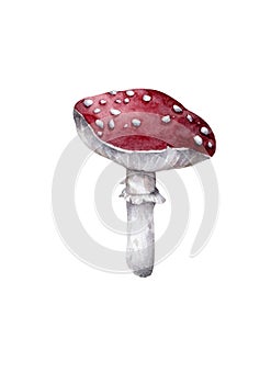 Amanita muscaria. Fly agaric mushroom. White spotted beautiful red mushrooms in natural context. Hand drawn watercolor isolated