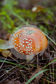 Amanita muscaria or fly agaric is a poisonous mushroom