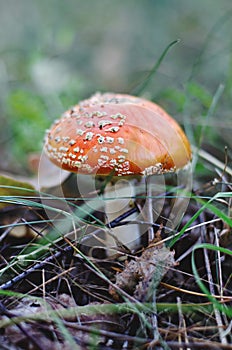 Amanita muscaria or fly agaric is a poisonous mushroom