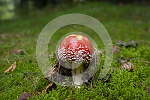 Amanita muscaria fly agaric poisonous mushroom growing in a forest, beautiful fungus with red cap with white dots