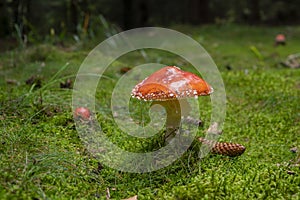 Amanita muscaria fly agaric poisonous mushroom growing in a forest, beautiful fungus with red cap with white dots