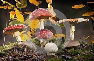 Amanita muscaria fly agaric red mushrooms with white spots in grass