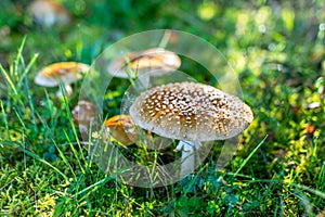 Amanita muscaria or fly agaric is a red and white spotted poisonous mushroom, a mushroom in the autumn forest