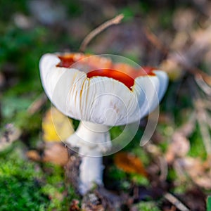 Amanita muscaria or fly agaric is a red and white spotted poisonous mushroom, a mushroom in the autumn forest