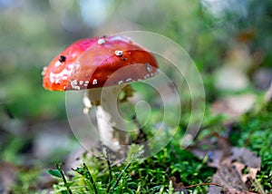 Amanita muscaria or fly agaric is a red and white spotted poisonous mushroom, a mushroom in the autumn forest