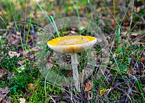 Amanita muscaria or fly agaric is a red and white spotted poisonous mushroom, a mushroom in the autumn forest