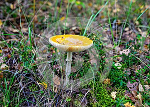 Amanita muscaria or fly agaric is a red and white spotted poisonous mushroom, a mushroom in the autumn forest