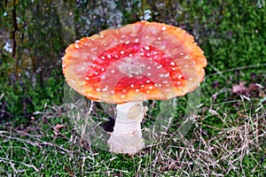 Amanita muscaria fly amanita fly agaric