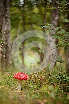 Amanita muscaria in the forest