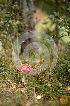 Amanita muscaria in the forest