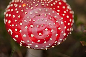 Amanita muscaria in the forest