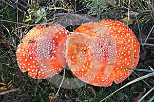 Amanita muscaria in forest