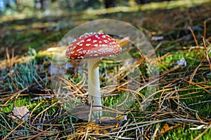 Amanita muscaria in forest