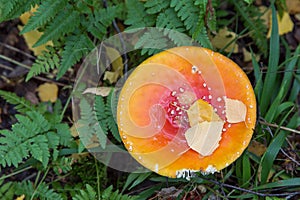 Amanita muscaria in forest top view. Fly agaric wild mushroom in fall nature in green grass and fern leaves. Autumn colors