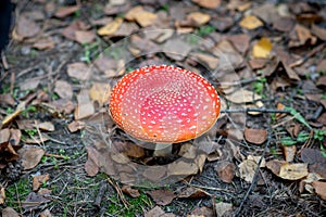 Amanita muscaria - a genus of mycorrhizal lamellar fungi of the Amanite family