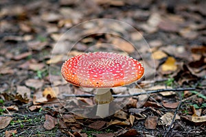 Amanita muscaria - a genus of mycorrhizal lamellar fungi of the Amanite family