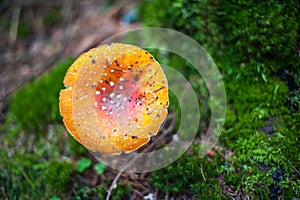 Amanita Muscaria and green star moss background in the forest, v