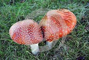 Amanita muscaria growing in Autumn in a field