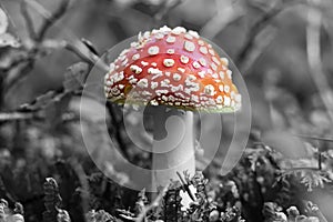 Amanita Muscaria  hallucinogenic mushroom  black and white background.