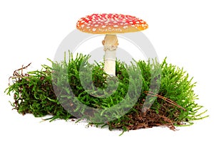 Amanita muscaria isolated on white background. Forest moss. Poisonous mushroom in nature. Fly agaric in forest