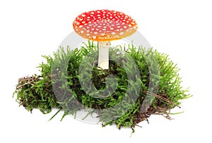 Amanita muscaria isolated on white background. Forest moss. Poisonous mushroom in nature. Fly agaric in forest