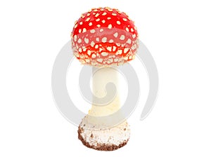 Amanita muscaria isolated on white background. Poisonous mushroom in nature. Fly agaric in forest