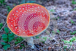 Amanita Muscaria Malefic Ovolo, EgglaccioPoisonous mushrooms and hallucinogenic mushrooms. It acts both on the nervous system a photo