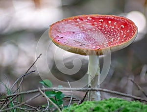 Amanita Muscaria Malefic Ovolo, EgglaccioPoisonous mushrooms and hallucinogenic mushrooms. It acts both on the nervous system a photo