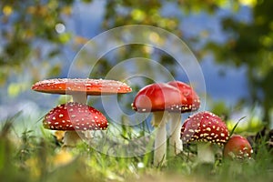 Amanita muscaria, many fly agarics in the grass