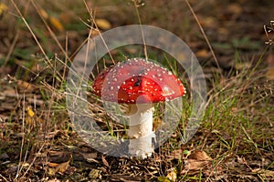 Amanita muscaria in the morning sun