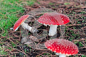 Amanita Muscaria Mushroom