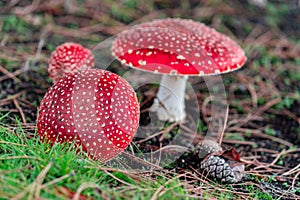 Amanita Muscaria Mushroom