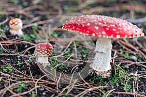 Amanita Muscaria Mushroom