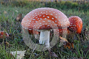 Amanita muscaria mushroom