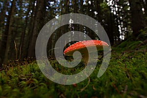 Amanita muscaria mushroom