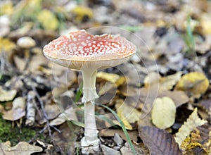 Amanita muscaria mushroom