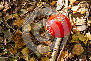 Amanita muscaria mushroom in autumn forest, natural bright sunny background.