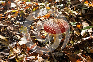 Amanita muscaria mushroom in autumn forest, natural bright sunny background.