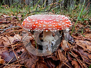 Amanita muscaria mushroom close up in a forest of beeches, Italy