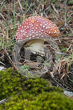 Amanita muscaria, mushroom  forest