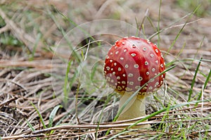 Amanita muscaria mushroom, known as fly agaric or fly amanita