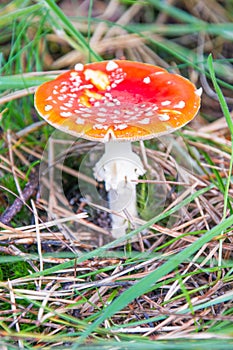 Amanita muscaria mushroom knows olso as fly agaric or fly amanita