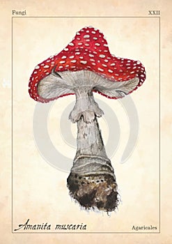 Amanita muscaria mushroom vector. Watercolor amanita muscaria mushroom vector illustration. Fly agaric, amanita muscaria photo
