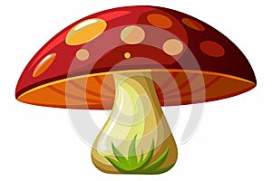 Amanita muscaria mushroom on a white background