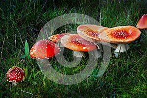 Amanita muscaria mushrooms