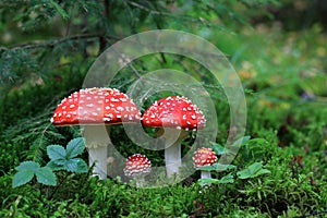 Amanita muscaria mushrooms photo