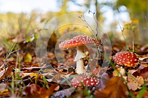 Amanita muscaria mushrooms in autumn forest in autumn time. Fly agaric, wild poisonous red mushroom in yellow-orange fallen leaves