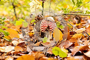 Amanita muscaria mushrooms in autumn forest in autumn time. Fly agaric, wild poisonous red mushroom in yellow-orange fallen leaves