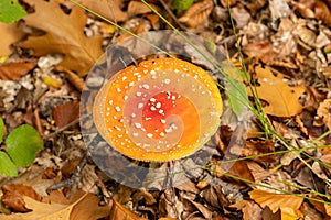 Amanita muscaria mushrooms in autumn forest in autumn time. Fly agaric, wild poisonous red mushroom in yellow-orange fallen leaves